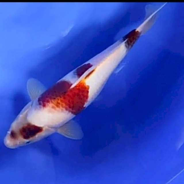 GOROMO # 32CM