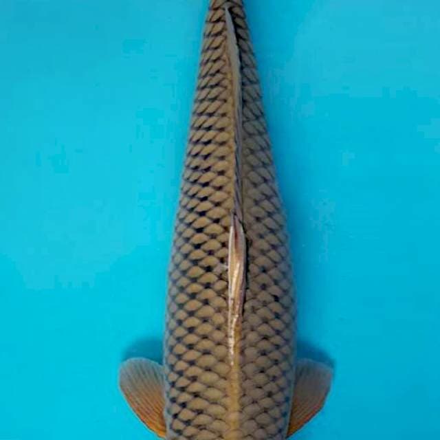 Chagoi Jumbo F1 Ogata