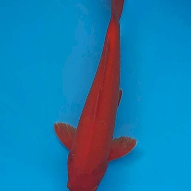 Benigoi asli merah