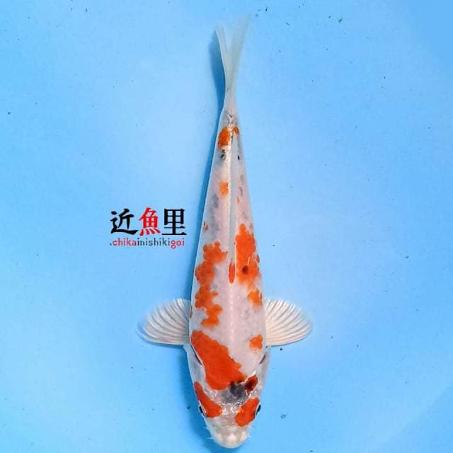 KUJAKU 20 cm