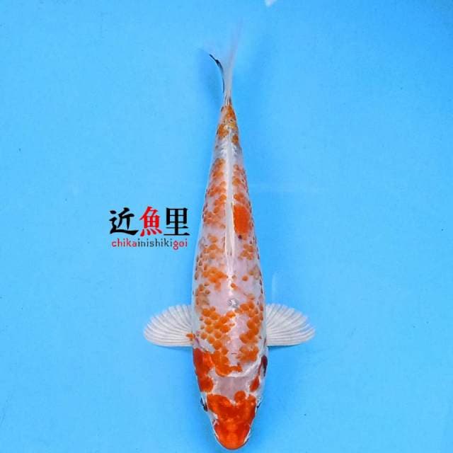 KUJAKU 20 cm