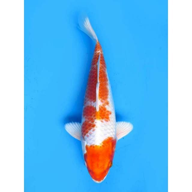 Gin Kohaku - 28cm