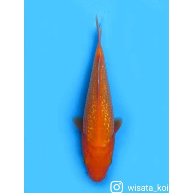 Benigoi Ginrin - 21cm