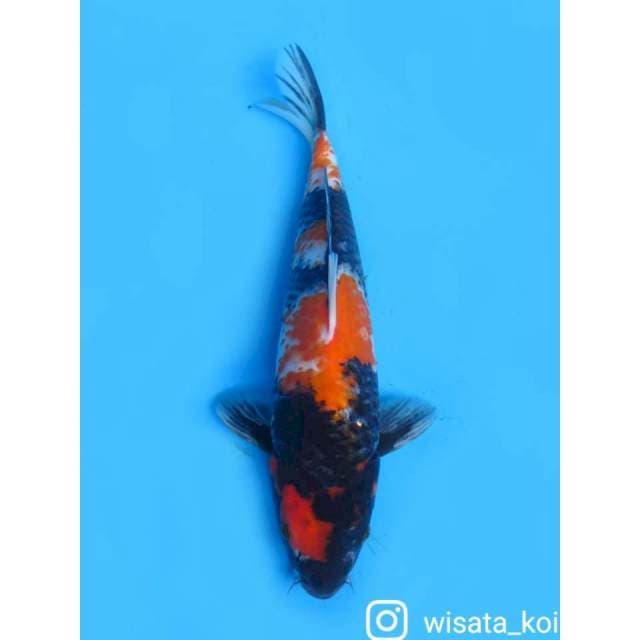 Showa Sanshoku - 30cm
