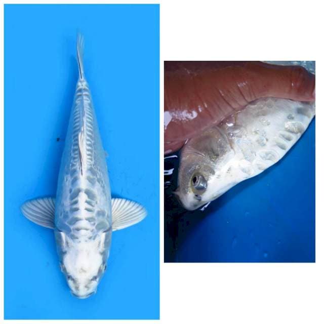 Mizuho Punuk - 30cm