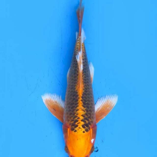 Kumpay metalik 27cm