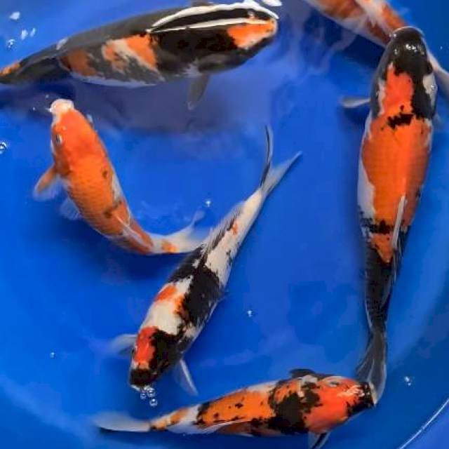 Showa.kohaku.goshiki mix 28 cm sampai 40 cm