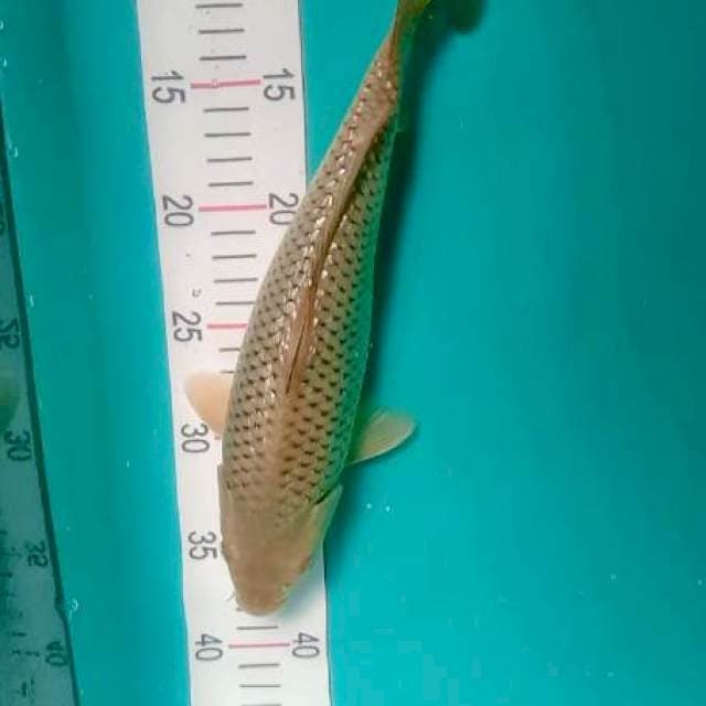 Soragoi 29cm