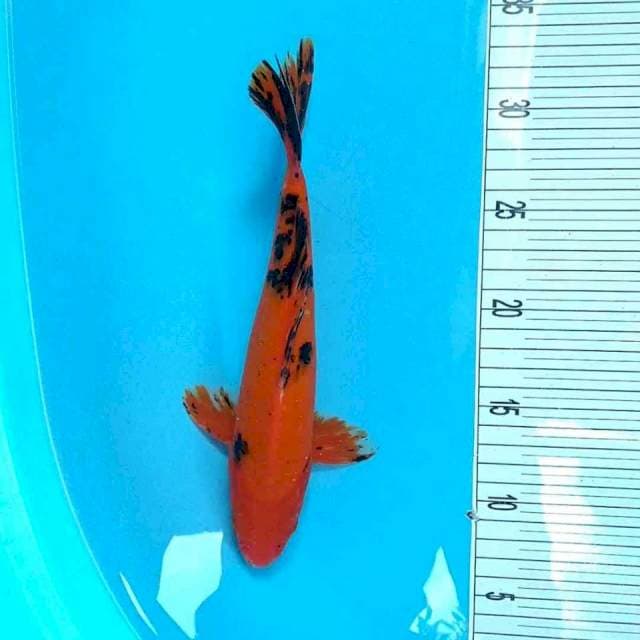 AkaBekko