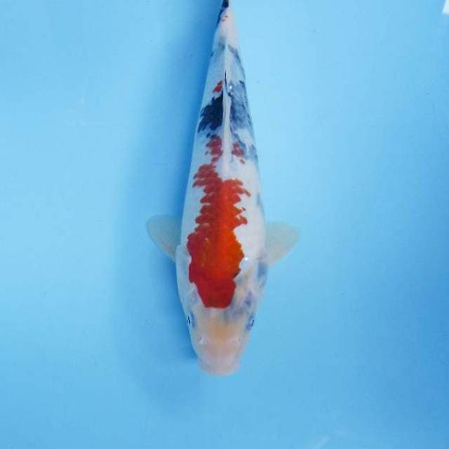 Showa kanoko