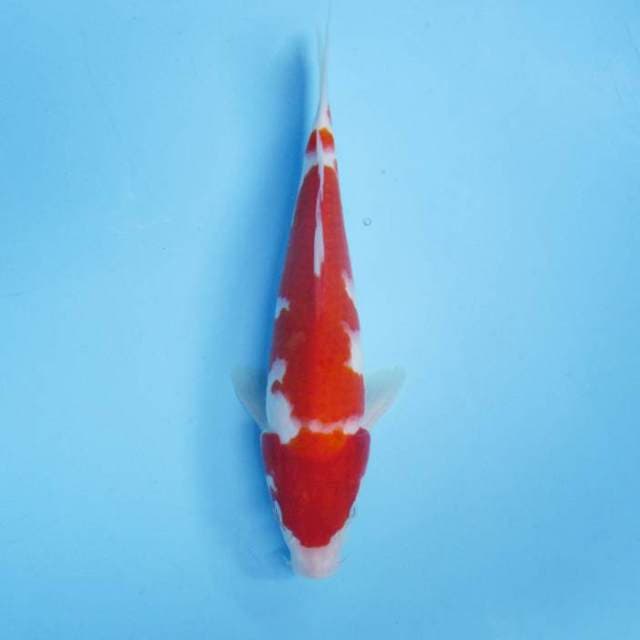 Kohaku