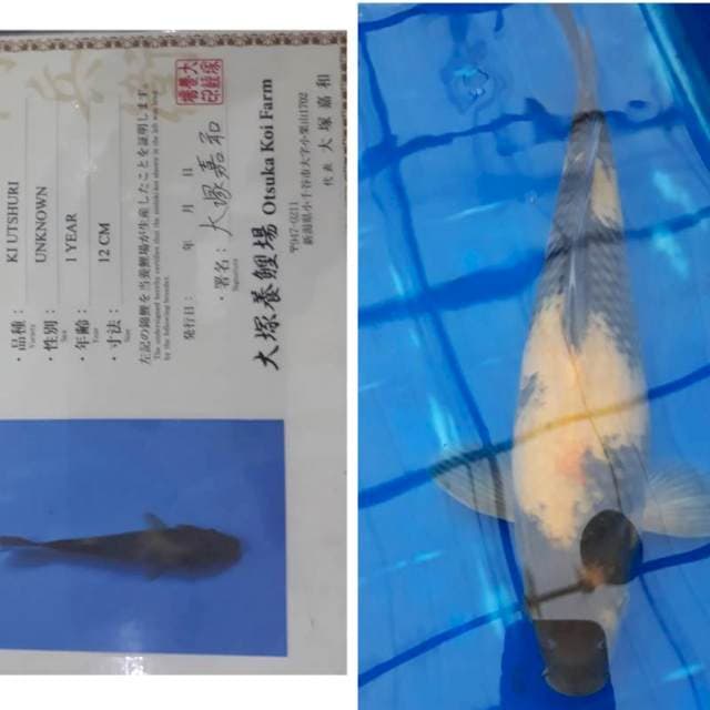 Ki Utsuri koleksi Langka, 35cm, Otsuka Koi Farm