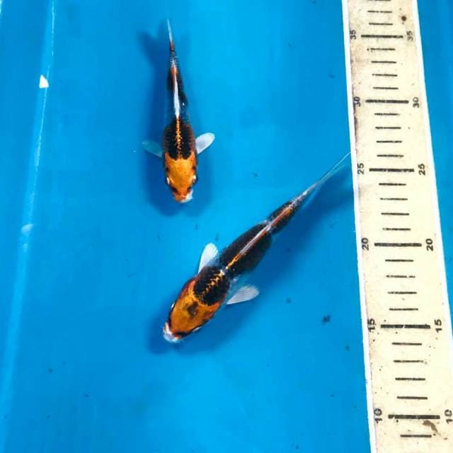Paket Kujaku, 13&16 cm