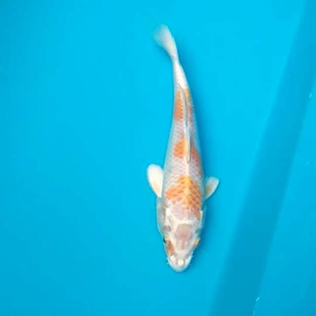 Hariwake 24cm