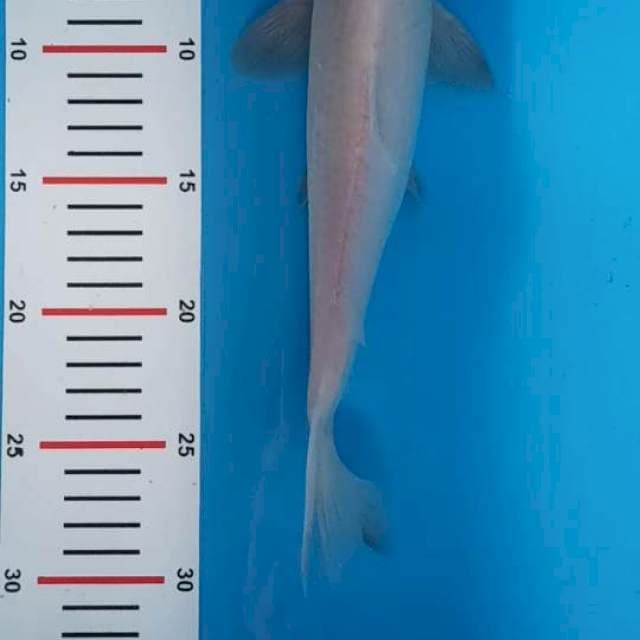 Tancho 27 cm