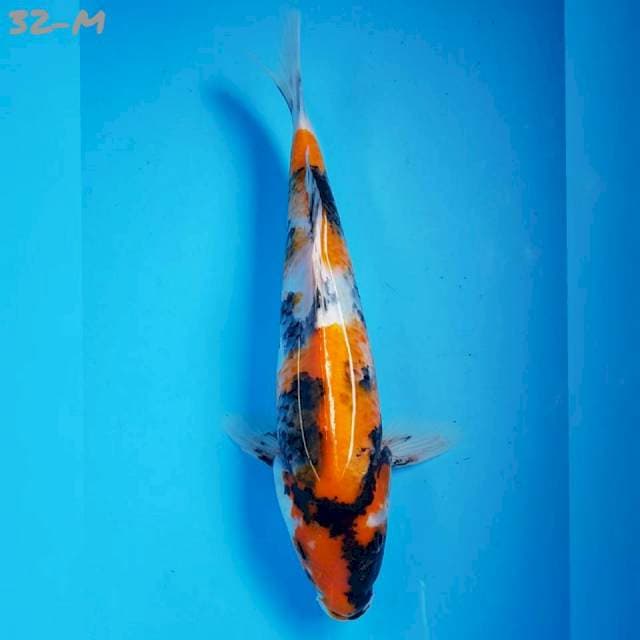 SHOWA TATEGOI Ori