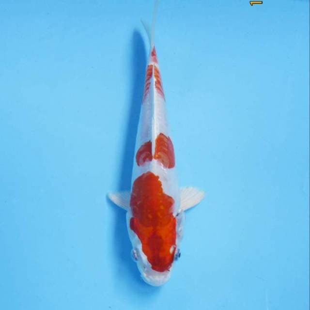 Kohaku