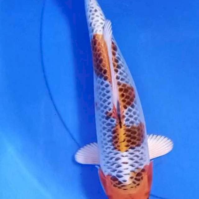 Yondan Kujaku 31