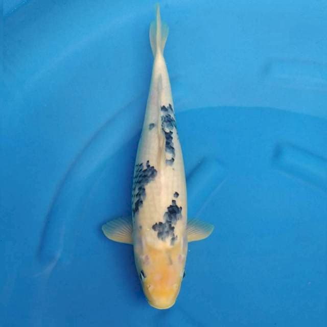 Jumbo Shiro Import non serti