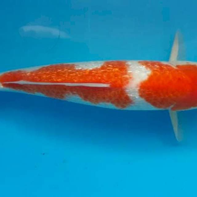 Kohaku ginrin
