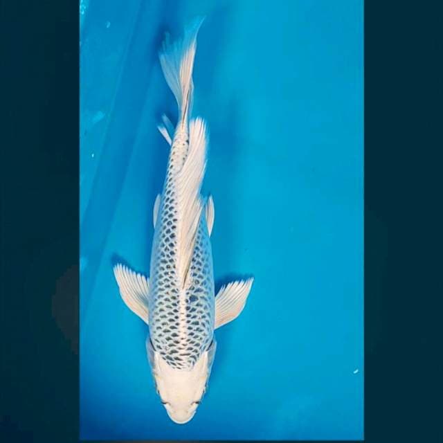 Kumpay gin matsuba bulky 31cm