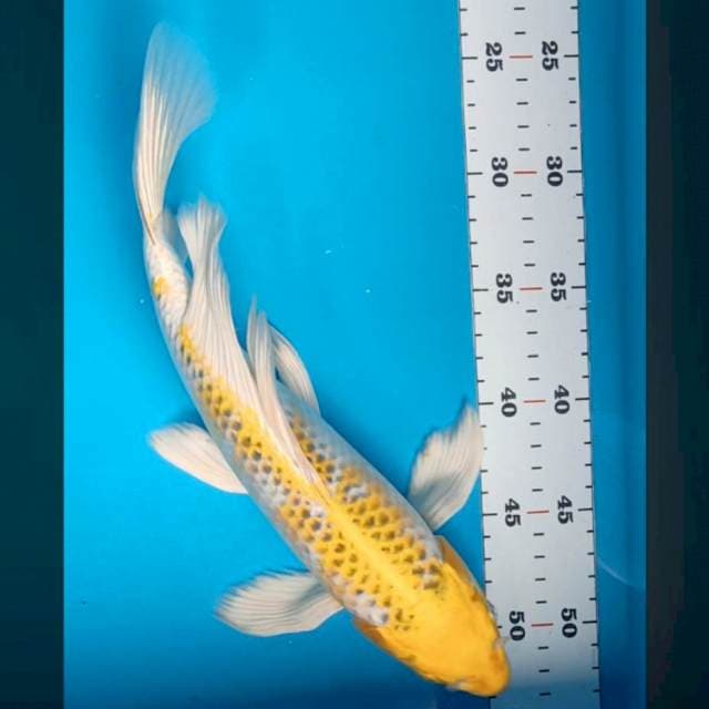 Kumpay ki rin kujaku 30cm