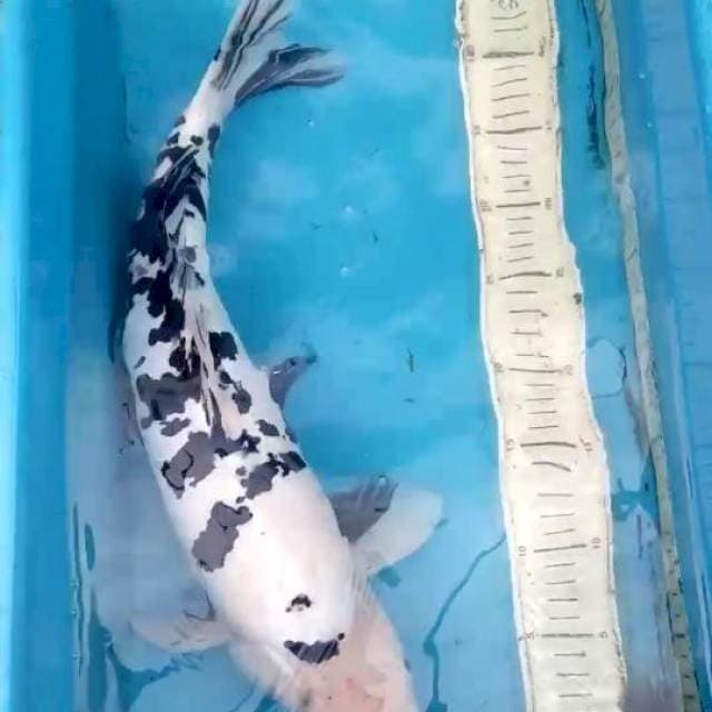 Doitsu Bekko 49cm