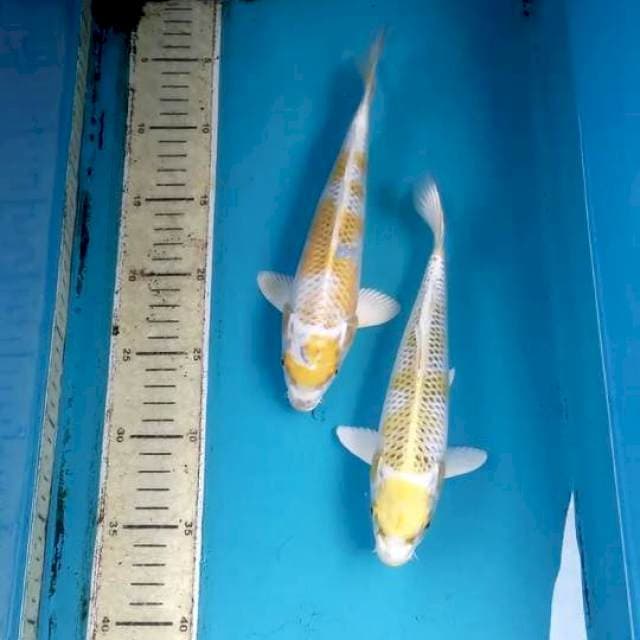 Paket 23cm