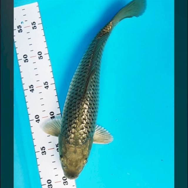 Sora ginrin strong 30cm male