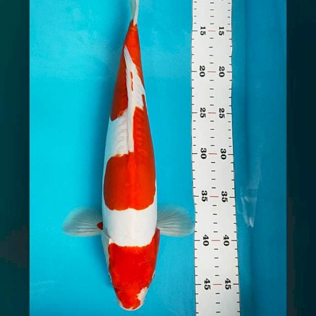 Kohaku doitsu 36cm male