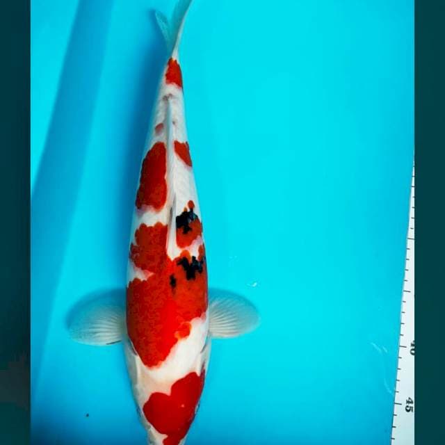 Sanke merah strong 40cm