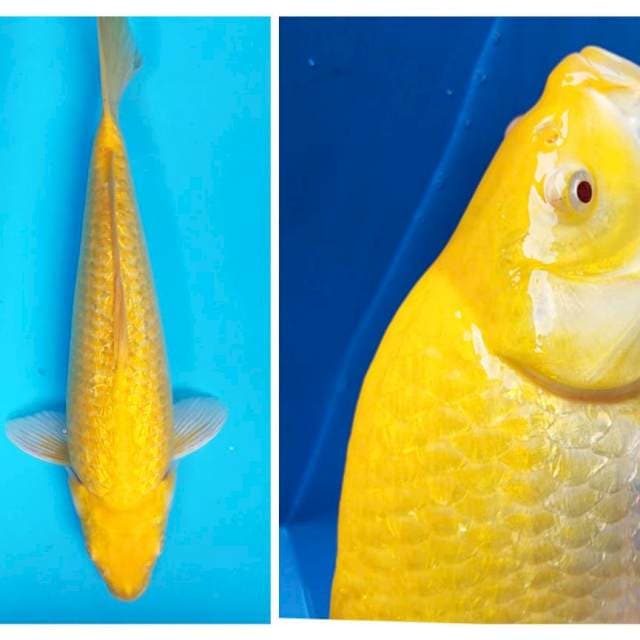 Karashi punuk red eye 37cm