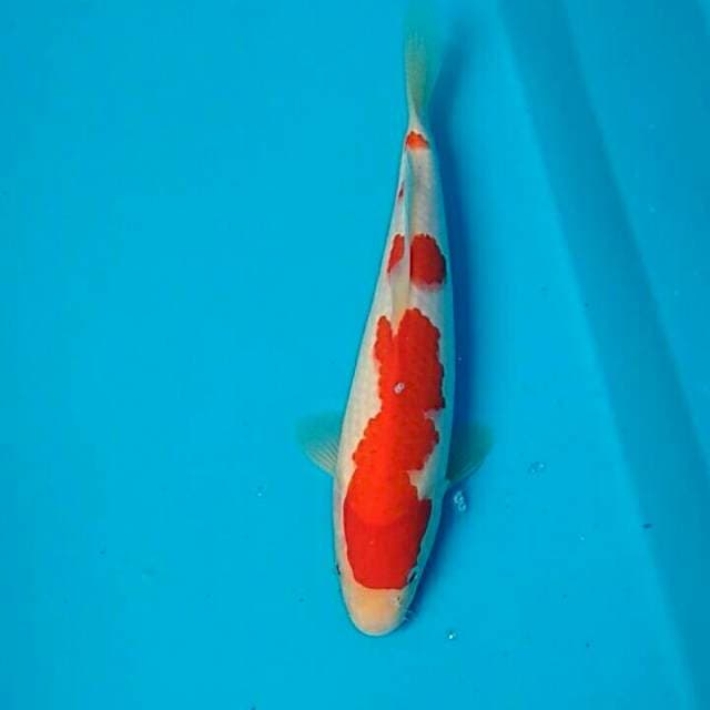 Kohaku 25cm