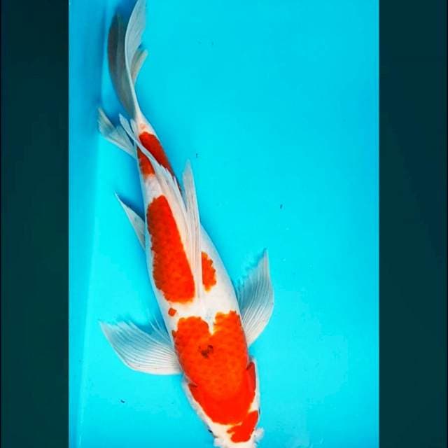 Kumpay sanke tatte 43cm