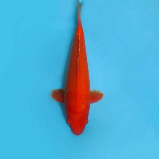 K. BENIGOI,-