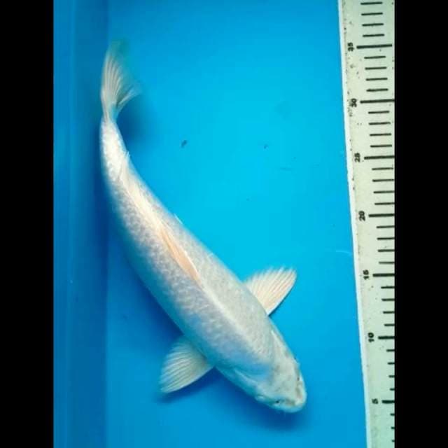 PLATINUM GINRIN PUNUK 34 Cm, JANTAN
