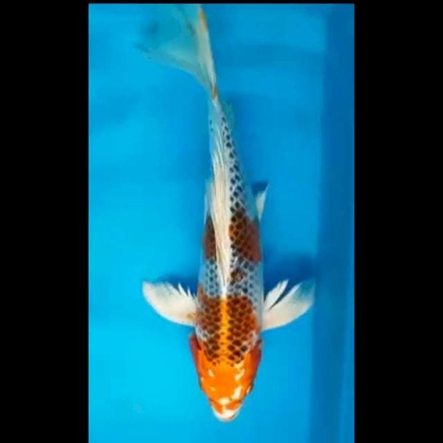HI KUJAKU KUMPAY 33 Cm