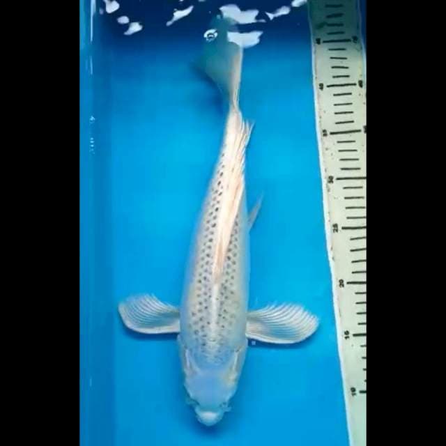 GIN MATSUBA KUMPAY JUMBO 38 Cm
