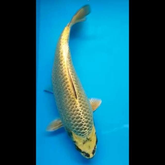 MUKASHI GINRIN PUNUK 33 Cm