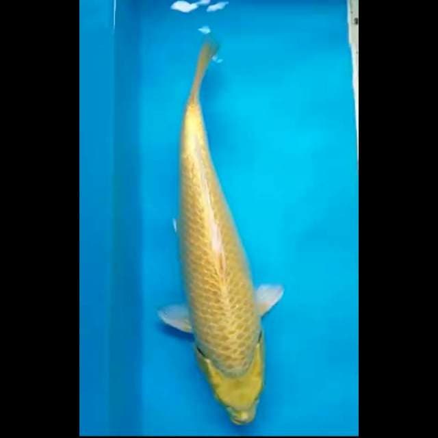YAMABUKI GINRIN PUNUK 34 Cm