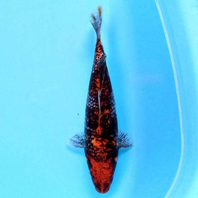 Beni Matsukawabake 25 cm
