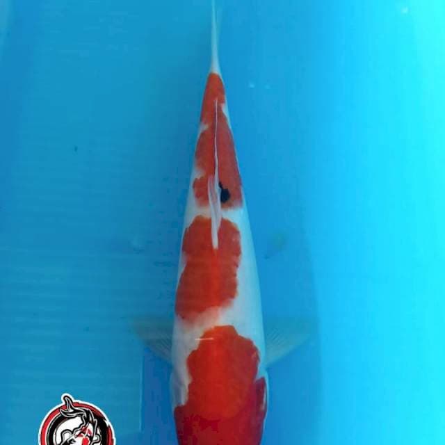 KAISAR_SANKE SANDAN_25CM