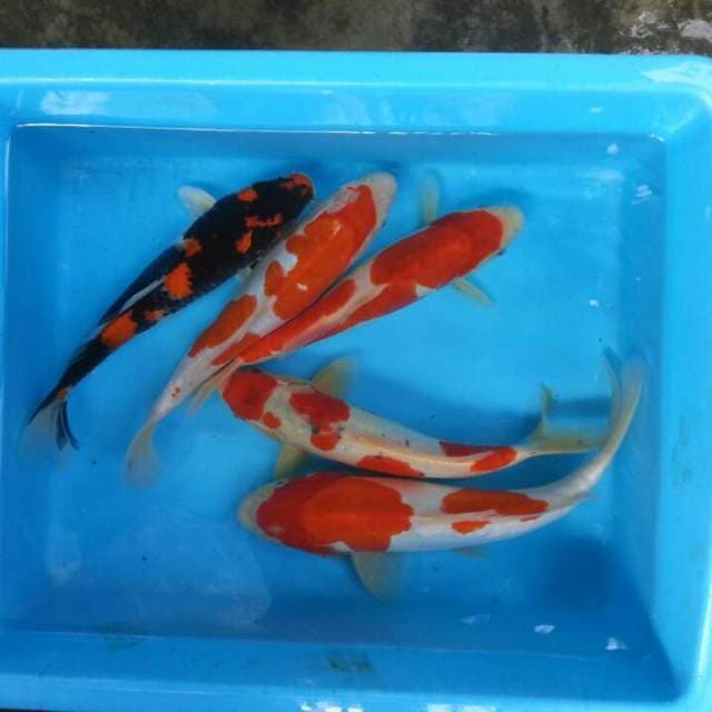 Mix