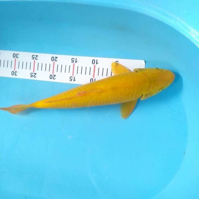 Karasi 40 cm