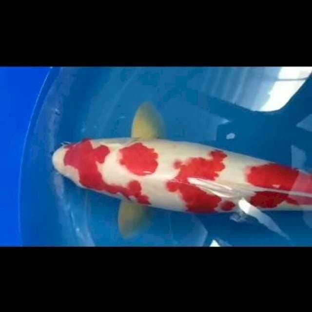 KOHAKU JUMBO 53CM JANTAN. MERAH STRONG