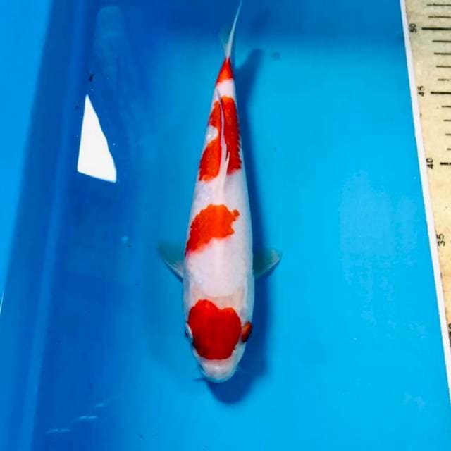 Maruten Kohaku, 23 cm