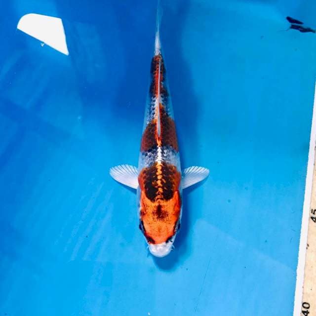 Kujaku, 15 cm