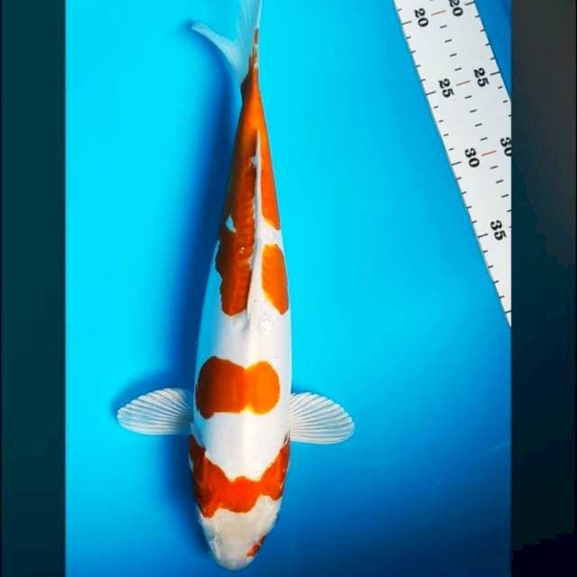 Kikushui doitsu 35cm