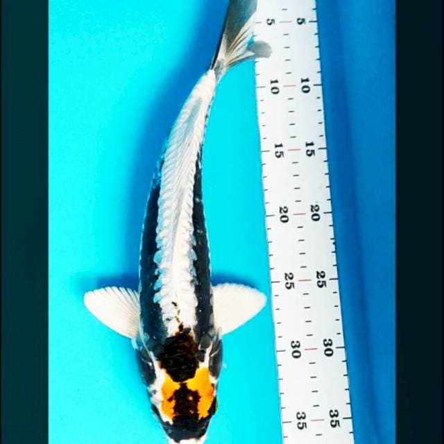 Tancho kabuto 33cm male
