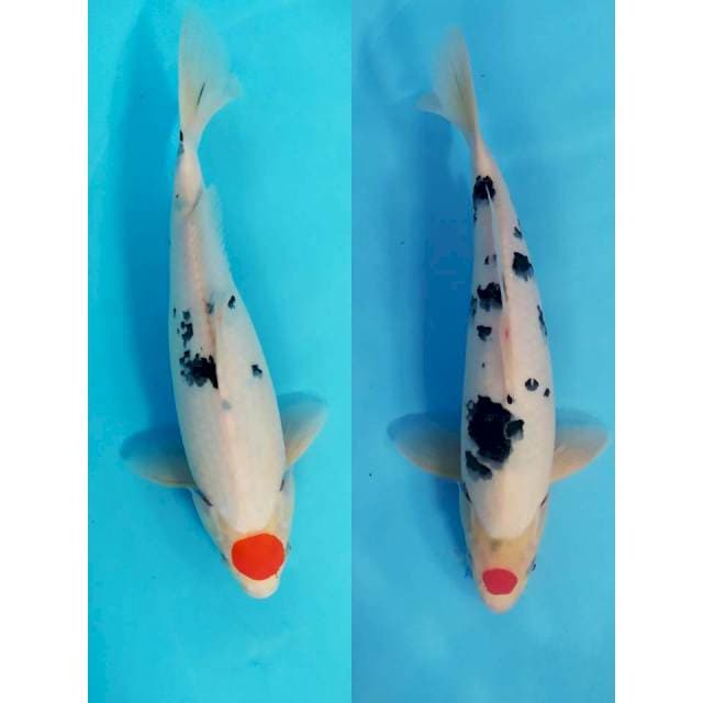 all 38 cm